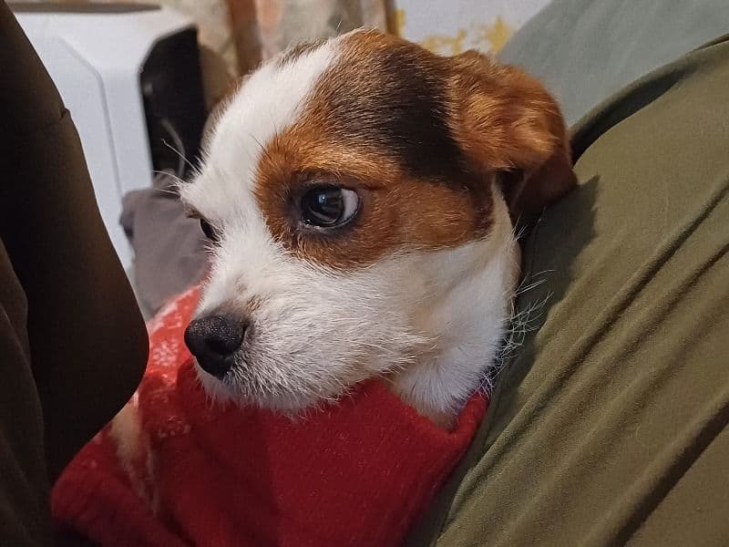 Oreo primary photo