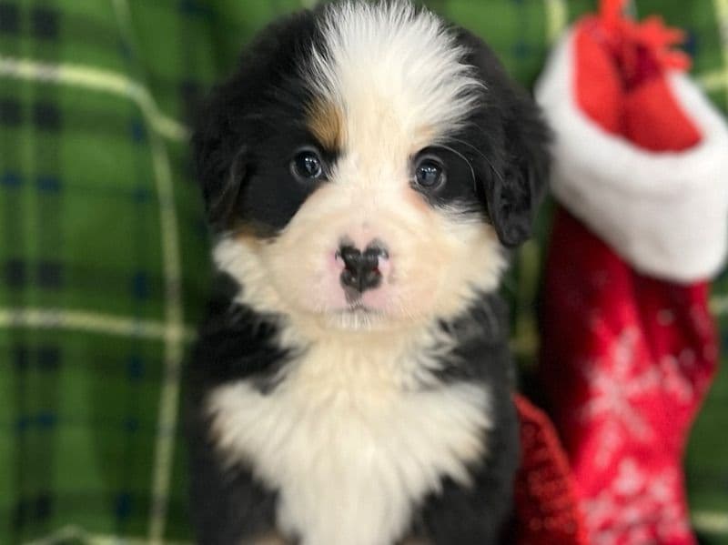 Bernese Mountain Dog 4 months old female medium named Kara for sale in Macon County, Alabama | Petmeetly