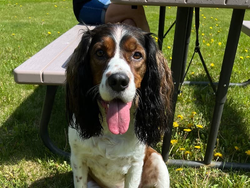 English Springer Spaniel 6 years 7 months old male large named Boomer for sale in Washoe County, Nevada | Petmeetly