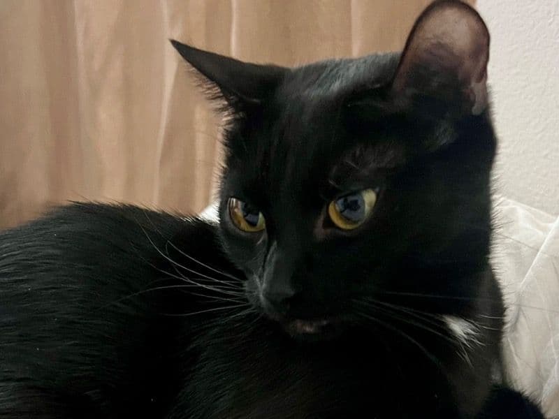 Eve primary photo