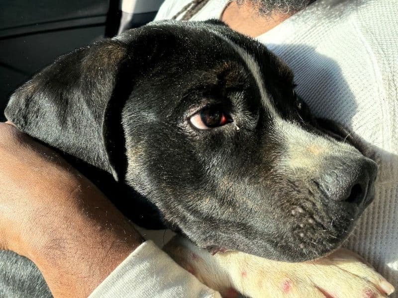 American Bully 2 years old male large named Kenpachi Zaraki for adoption in Cobb County, Georgia | Petmeetly