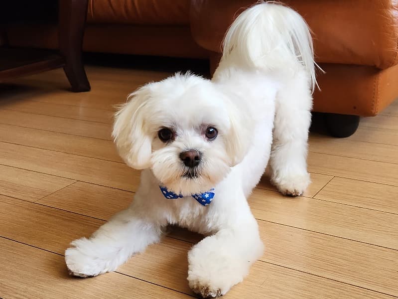 Benji primary photo