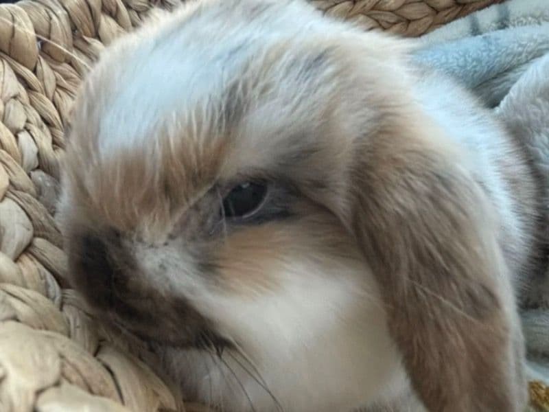 Mini Lop 3 months old female named Honey 🍯 for adoption in Lancaster County, Pennsylvania | Petmeetly