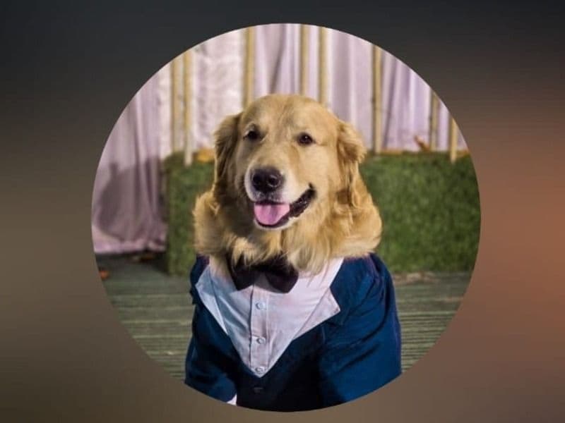 Golden Retriever 4 years 6 months old male extra large named Tuffy for breeding in Hyderabad, Telangana | Petmeetly