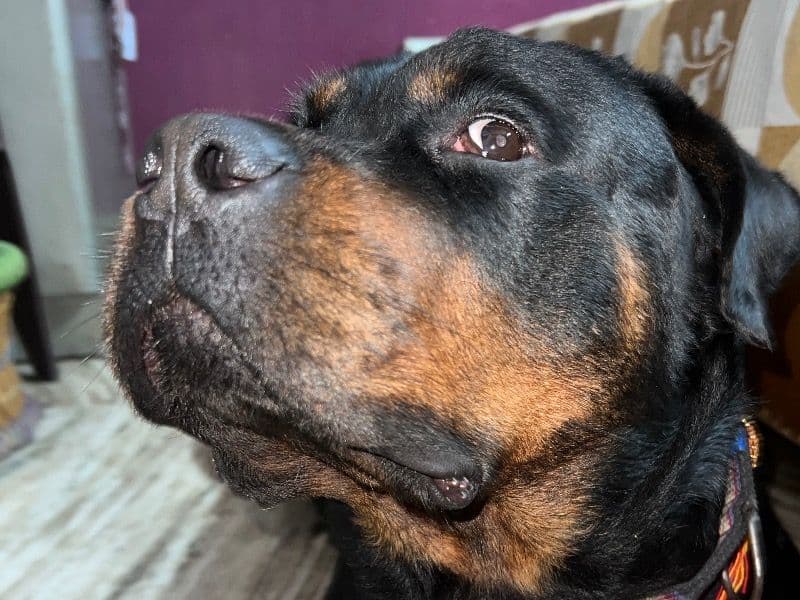 Rottweiler 4 years 6 months old male medium named Shera for breeding in Delhi Division, Delhi | Petmeetly