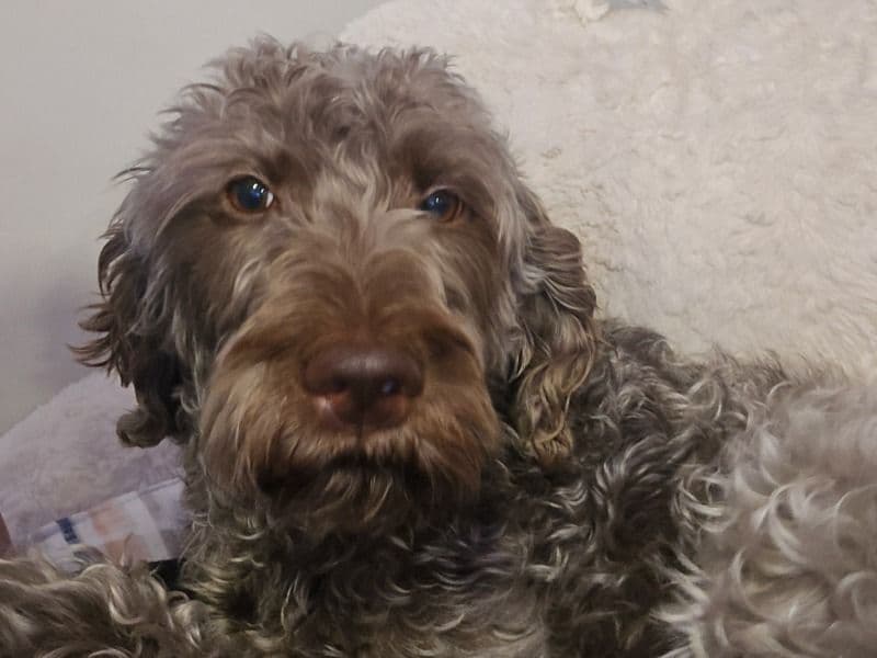 Standard Poodle 2 years old female medium named Ripley for breeding in Waterloo Regional Municipality, Ontario | Petmeetly