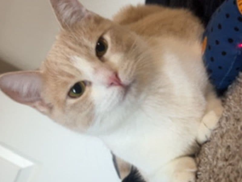 Luna - Domestic Shorthair | Petmeetly