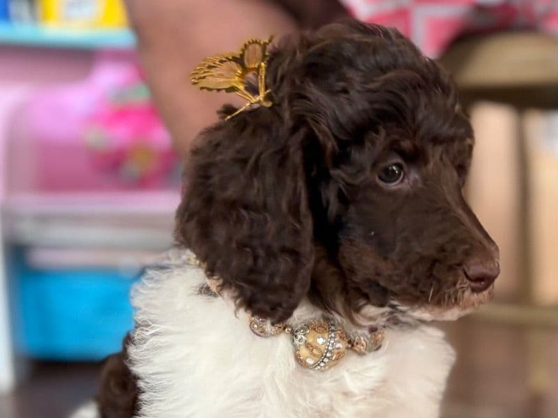 Standard Poodle 1 month old female large named Barista for sale in Dallas County, Texas | Petmeetly