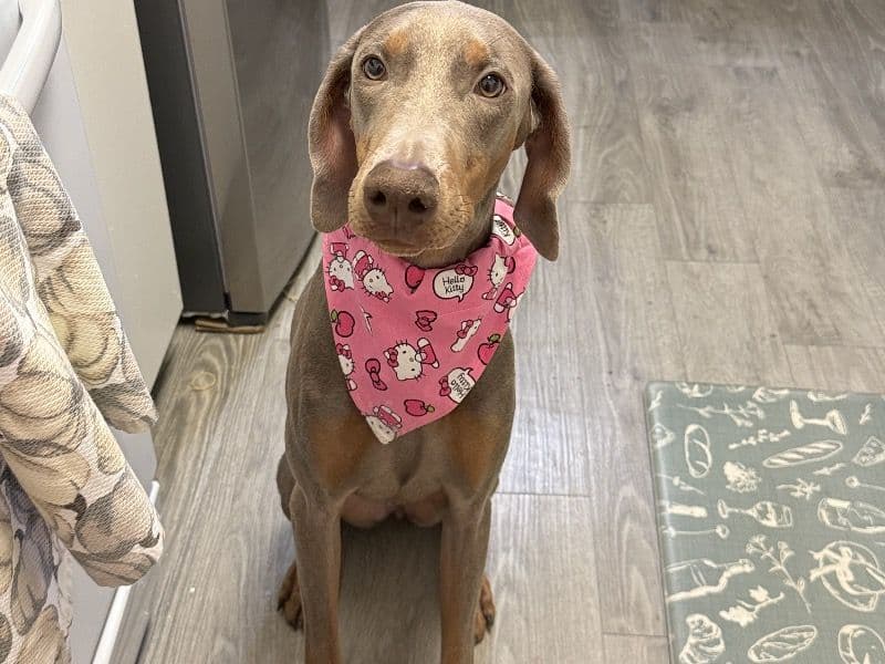 Doberman 10 months old female large named Lily for sale in San Bernardino County, California | Petmeetly