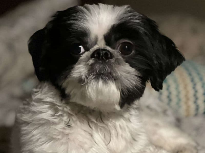 Loki primary photo