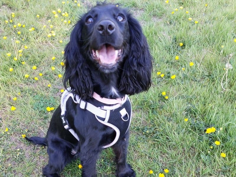 Tilly primary photo