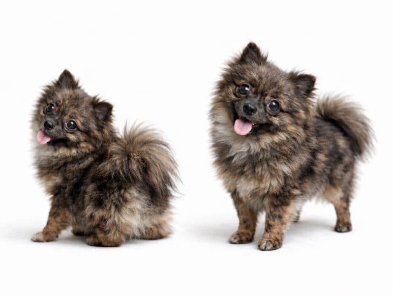 Pomeranian 1 year 2 months old male small named Oscar🏆 for breeding in Greater London, England | Petmeetly