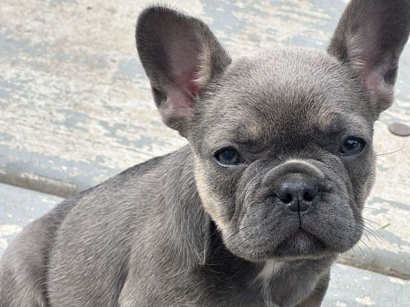 French Bulldog 6 months old female small named Athena for sale in Cook County, Illinois | Petmeetly