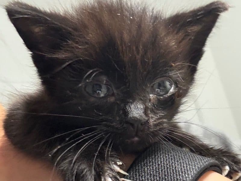 Unnamed - Domestic Shorthair | Petmeetly
