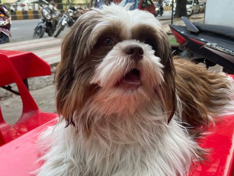 Shih Tzu 2 years old male medium named Romeo for breeding in Nagpur Division, Maharashtra | Petmeetly