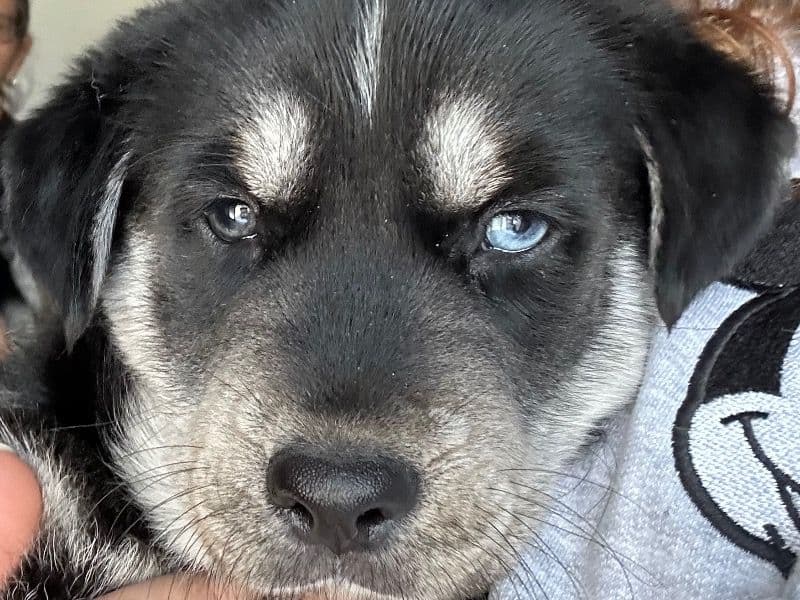 Goberian 9 months old female small named Rosalina for sale in Osceola County, Florida | Petmeetly