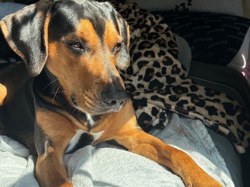 Beagle 2 years old male large named Pluto for adoption in Fairfax County, Virginia | Petmeetly