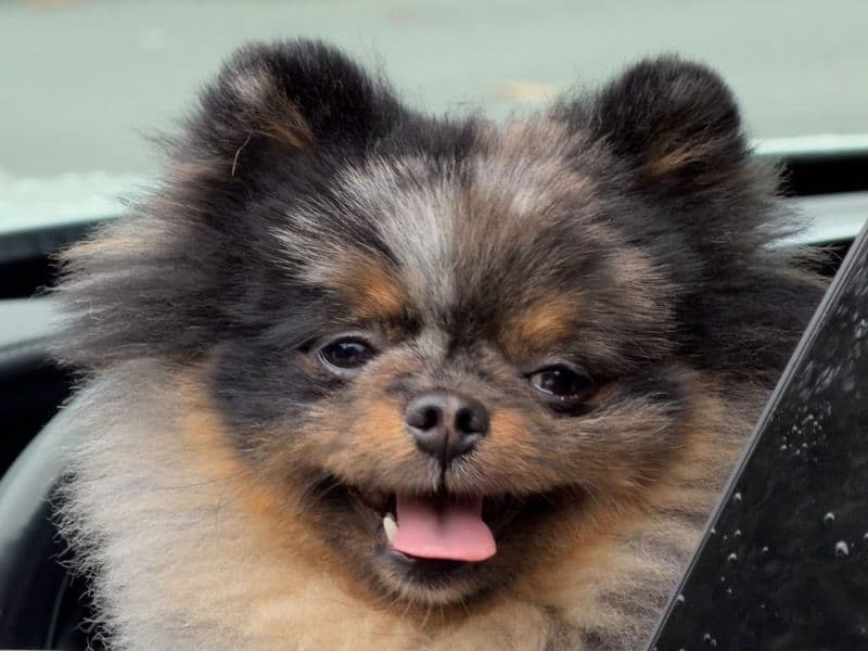 Spitz 1 year 3 months old male small named Kai for breeding in Val-de-Marne, Île-de-France | Petmeetly