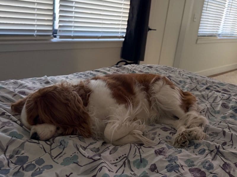 Cavalier King Charles Spaniel 3 years 2 months old female small named Millie for breeding in El Paso County, Colorado | Petmeetly