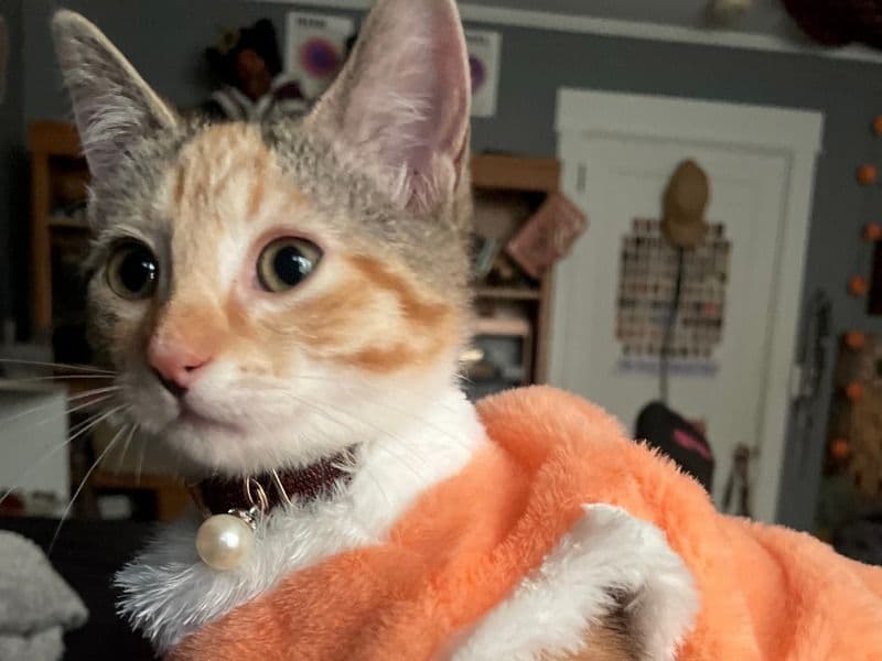 Calico 1 year 4 months old female named Maple for adoption in Harnett County, North Carolina | Petmeetly