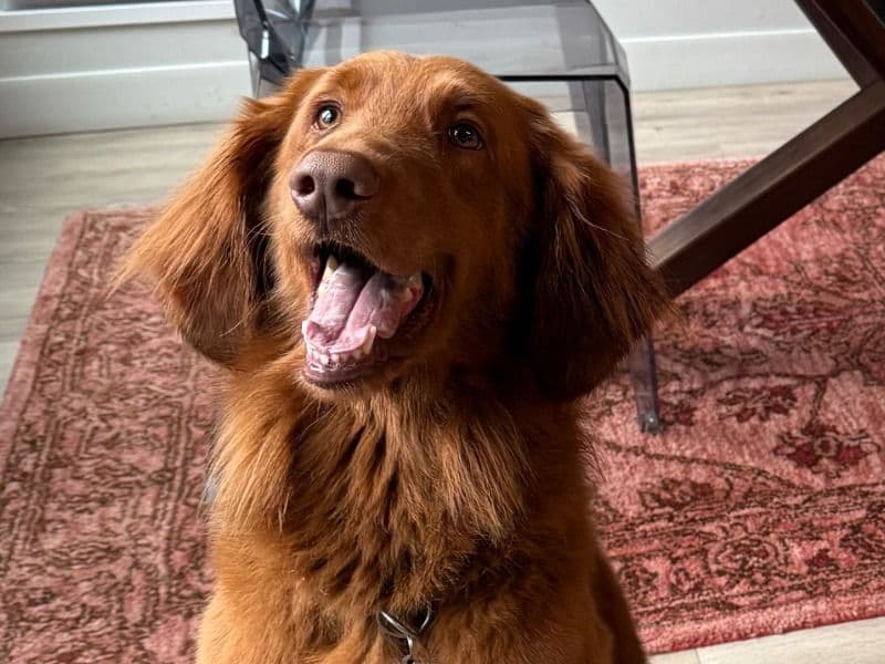 Goldendoodle 4 years 8 months old male medium named Tato for breeding in Cook County, Illinois | Petmeetly