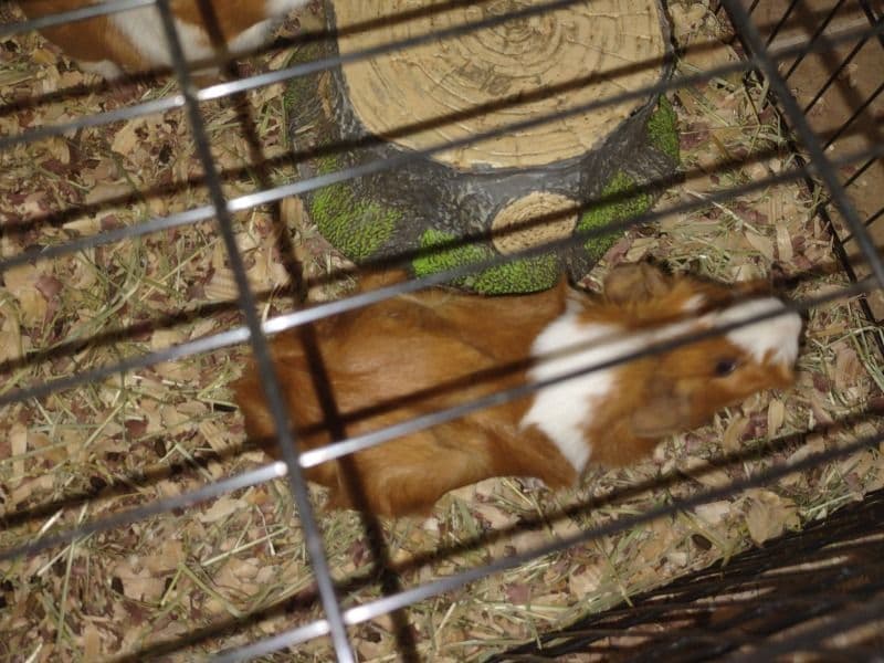 Guinea Pig 1 year 4 months old female named Reba for sale in Bossier City, Louisiana | Petmeetly