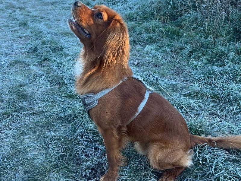 Cavalier King Charles Spaniel 1 year 3 months old male small named Ronnie for breeding in Somerset, England | Petmeetly