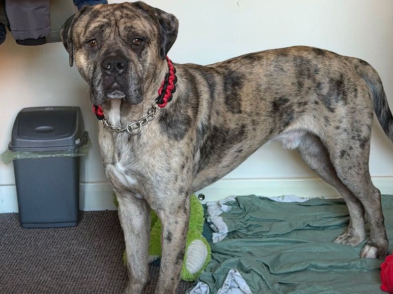 Cane Corso 1 year old male large named Maverick for breeding in West Midlands, England | Petmeetly