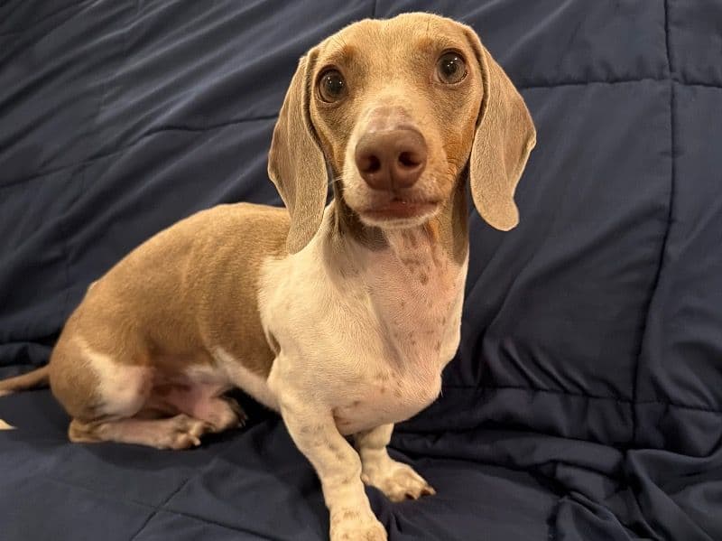 Dachshund 2 years old male small named Maverick for breeding in Walton County, Florida | Petmeetly