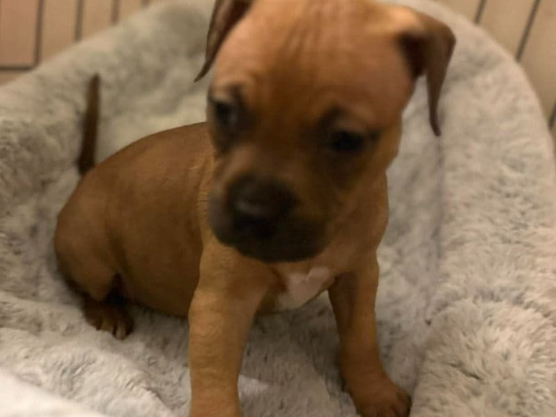 American Staffordshire Terrier 2 months old male small named Puppy2 for sale in Broward County, Florida | Petmeetly