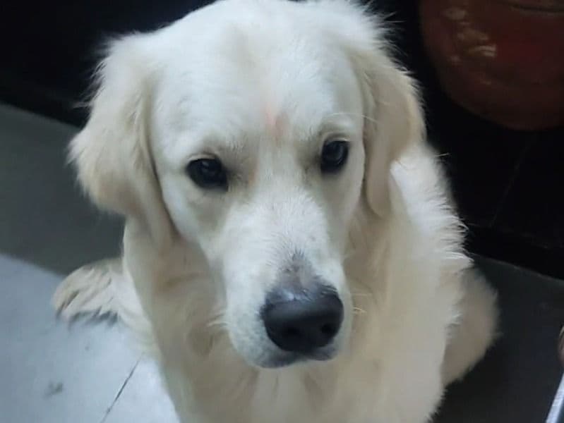 English Cream Retriever 2 years 6 months old male large named Happy for breeding in Bangalore Division, Karnataka | Petmeetly