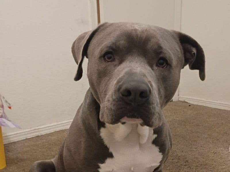 Blue nose Pitbull 1 year 5 months old male large named King for breeding in Doña Ana County, New Mexico | Petmeetly