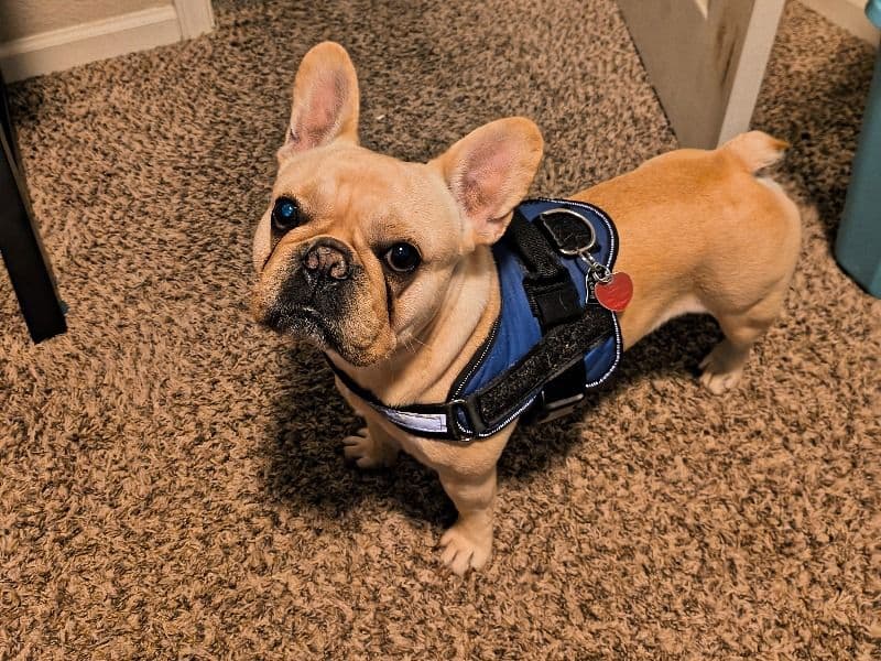 Odie primary photo