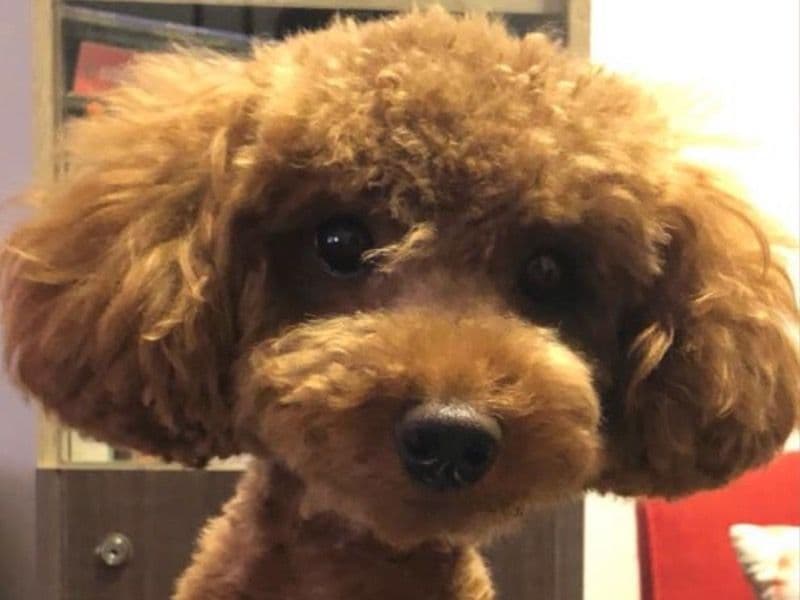 Miniature Poodle 3 years 6 months old female small named Hazel for breeding in Bangalore Urban, Karnataka | Petmeetly