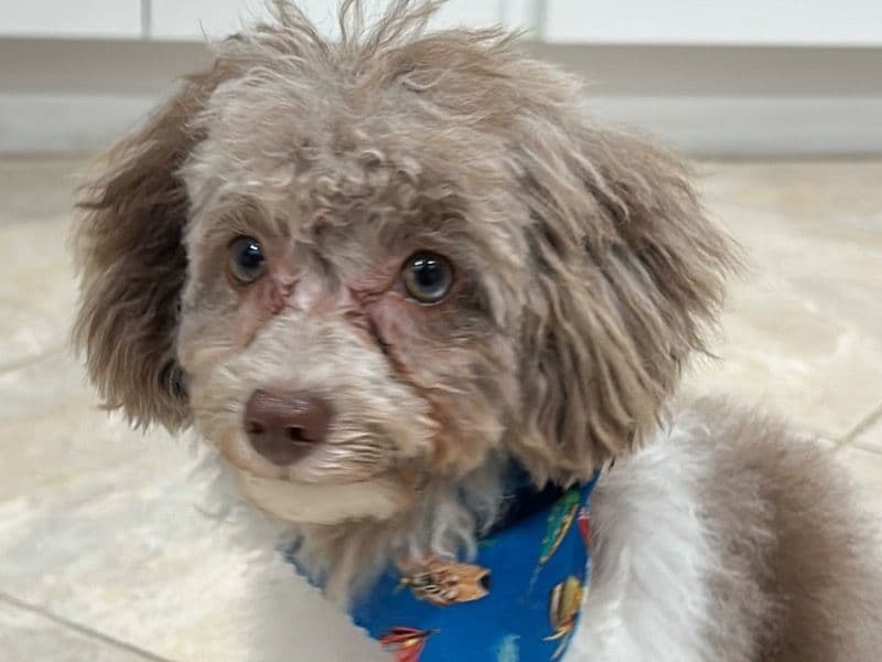 Miniature Poodle 1 year old male small named Bliss for breeding in Harris County, Texas | Petmeetly