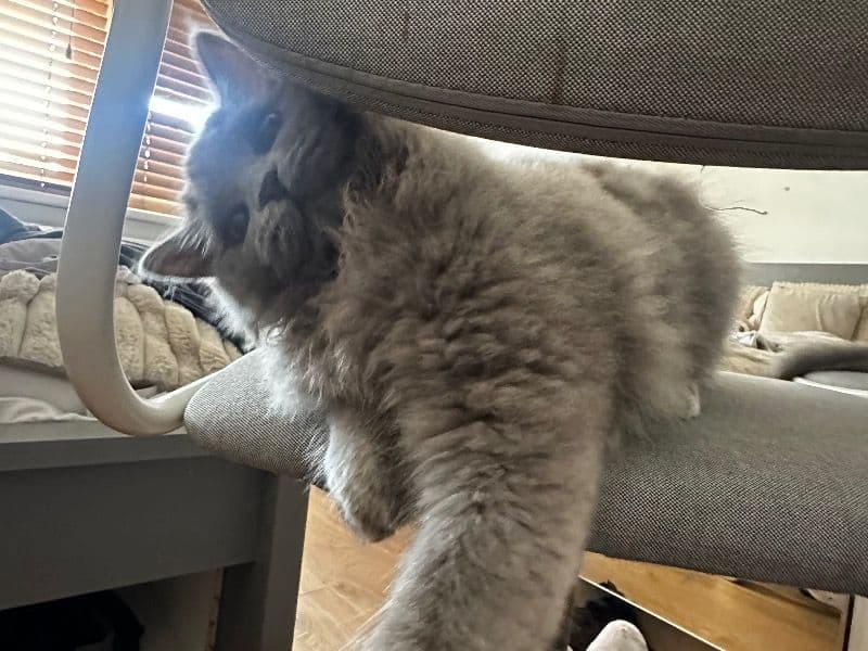 British Longhair 1 year 2 months old female named Jaani for breeding in Greater London, England | Petmeetly