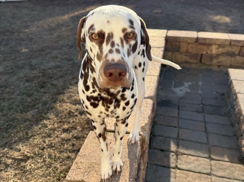 Dalmatian 2 years old male large named Mars for breeding in New Jersey | Petmeetly