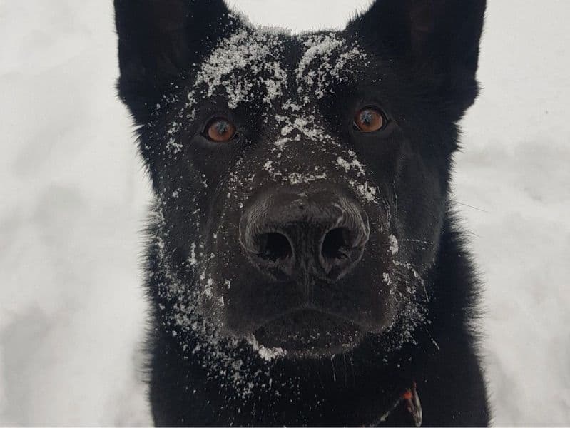 Black German Shepherd 4 years old male extra large named Prince for adoption in Albany County, New York | Petmeetly
