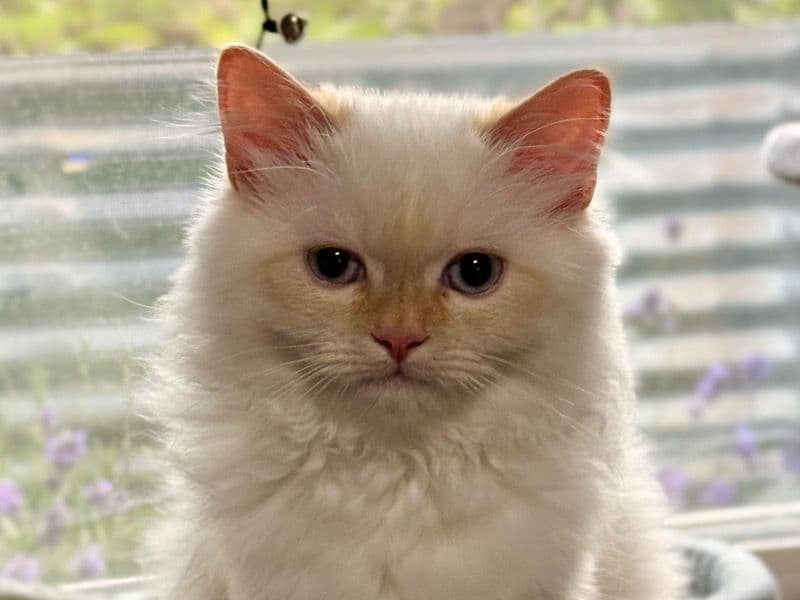 Snowdy primary photo