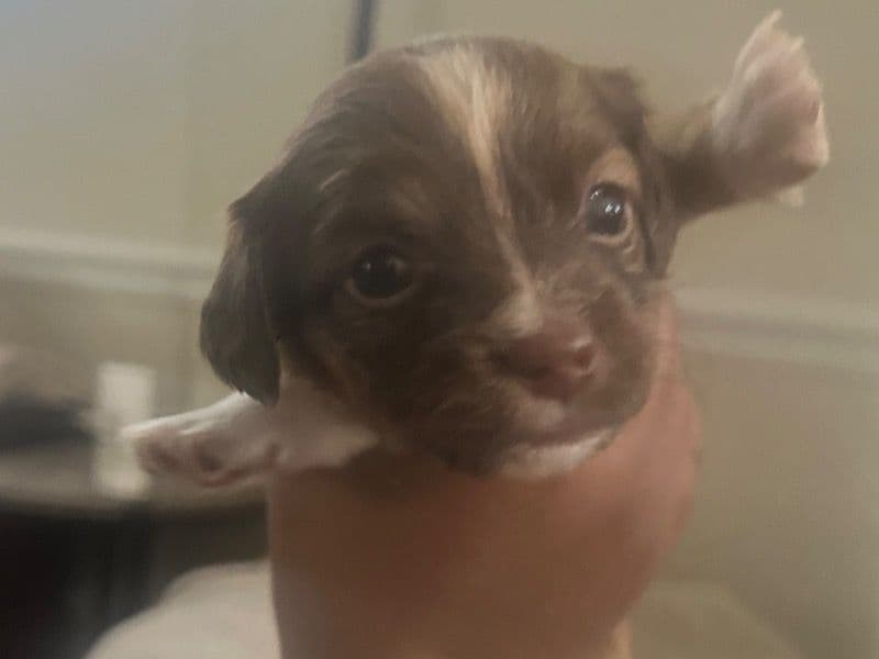 Shih Tzu 1 month old female small named Penelope for sale in Delaware County, Pennsylvania | Petmeetly