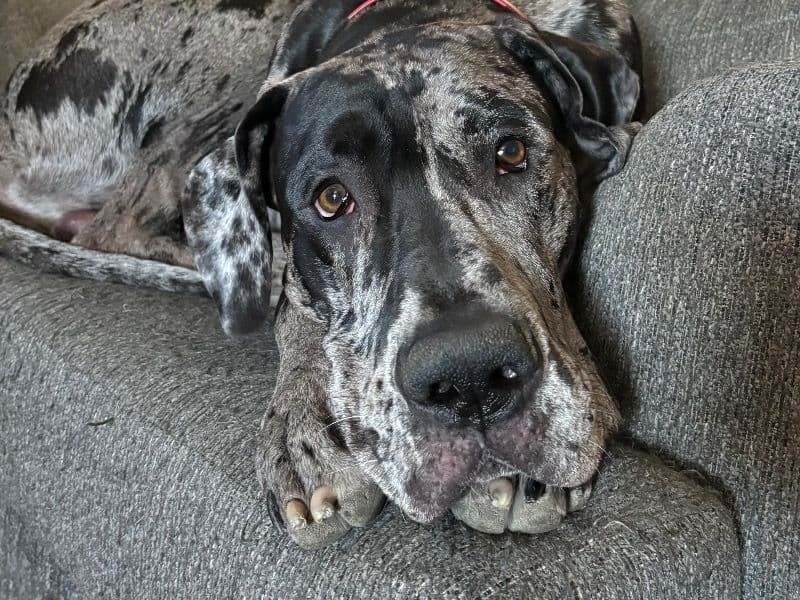 Great Dane 2 years 7 months old male extra large named Harvey for breeding in Tarrant County, Texas | Petmeetly