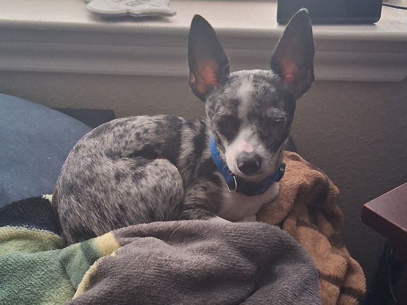 Chihuahua 8 months old male small named Krypto for breeding in Tulsa County, Oklahoma | Petmeetly