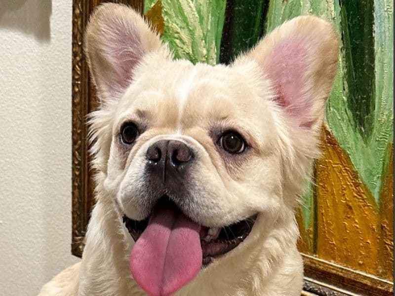 Hondo primary photo