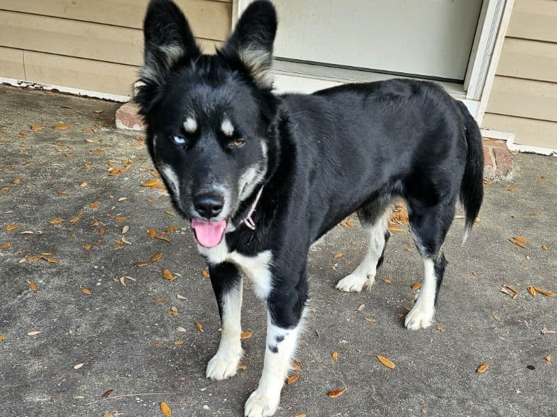 Alaskan Husky 2 years old female medium named Pepper for adoption in Barnwell County, South Carolina | Petmeetly