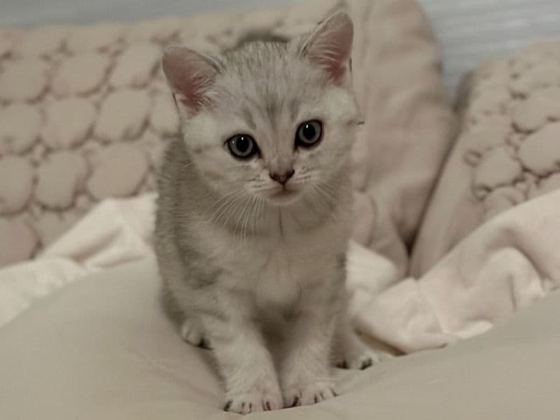 Astro - Scottish Fold | Petmeetly