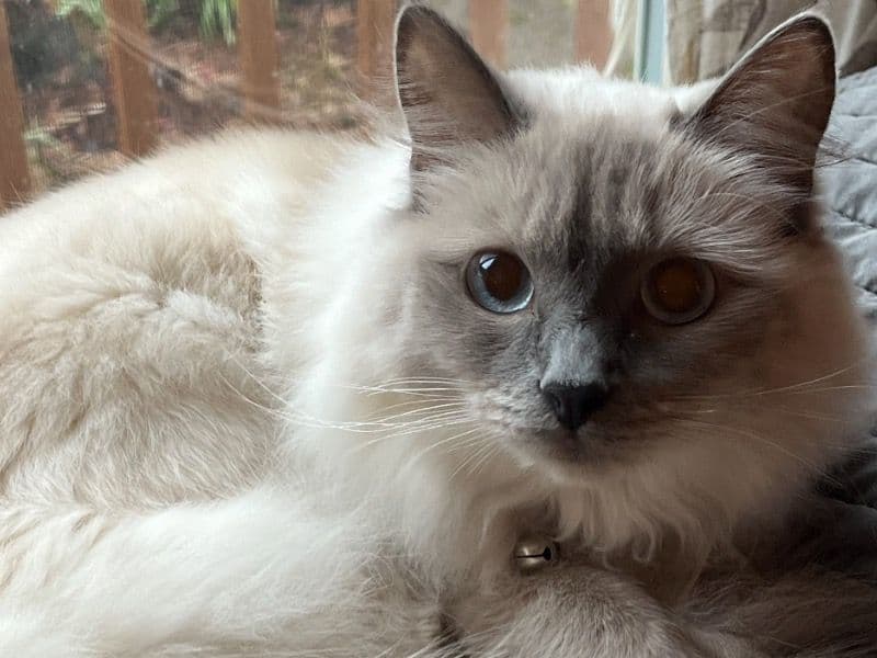 Fluff primary photo