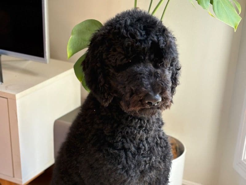 Bruno primary photo
