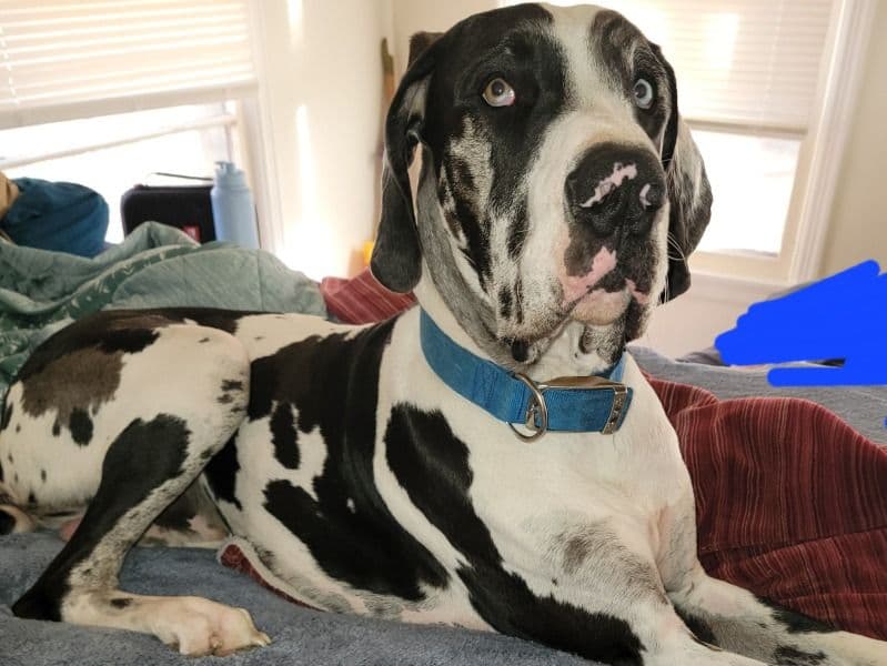 Great Dane 1 year old male extra large named Optimus for breeding in Dallas County, Texas | Petmeetly