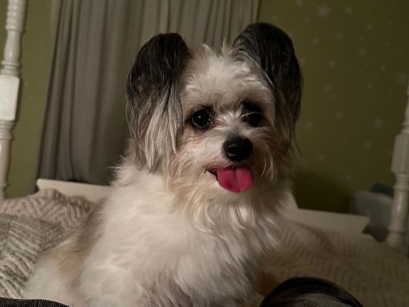 Pomeranian 3 years old male medium named Melon for sale in Tarrant County, Texas | Petmeetly