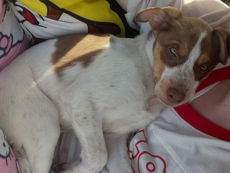 Australian Shepherd 11 months old male medium named Prince for adoption in Harris County, Texas | Petmeetly